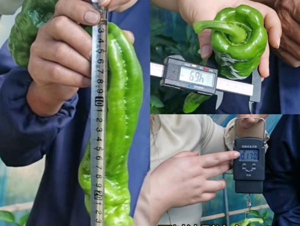谢大哥1经过测量辣椒果长、径粗、重量足。.jpg