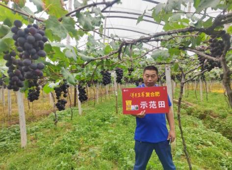 示范葡萄着色更早、着色更均匀.jpg