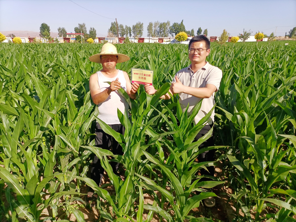 ylg060net永利娱高农艺师（右）正在制种玉米田回访.jpg