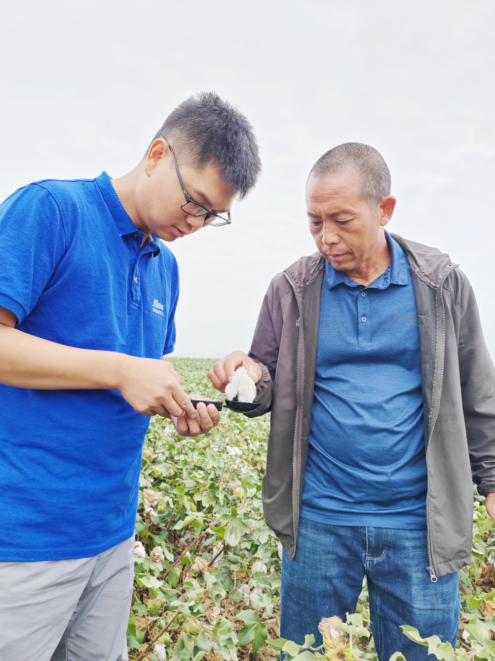 ylg060net永利娱高农艺师李春侨（左），在种植户陈克明（右）的棉田进行单铃测重，预估产量.jpg