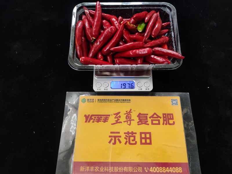 9月26日示范田整株鲜果重：197.6g，亩产395kg_副本.jpg